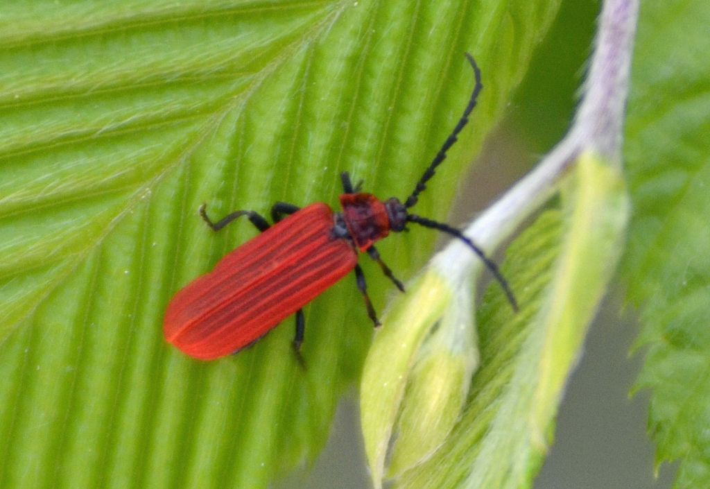 Lopheros rubens